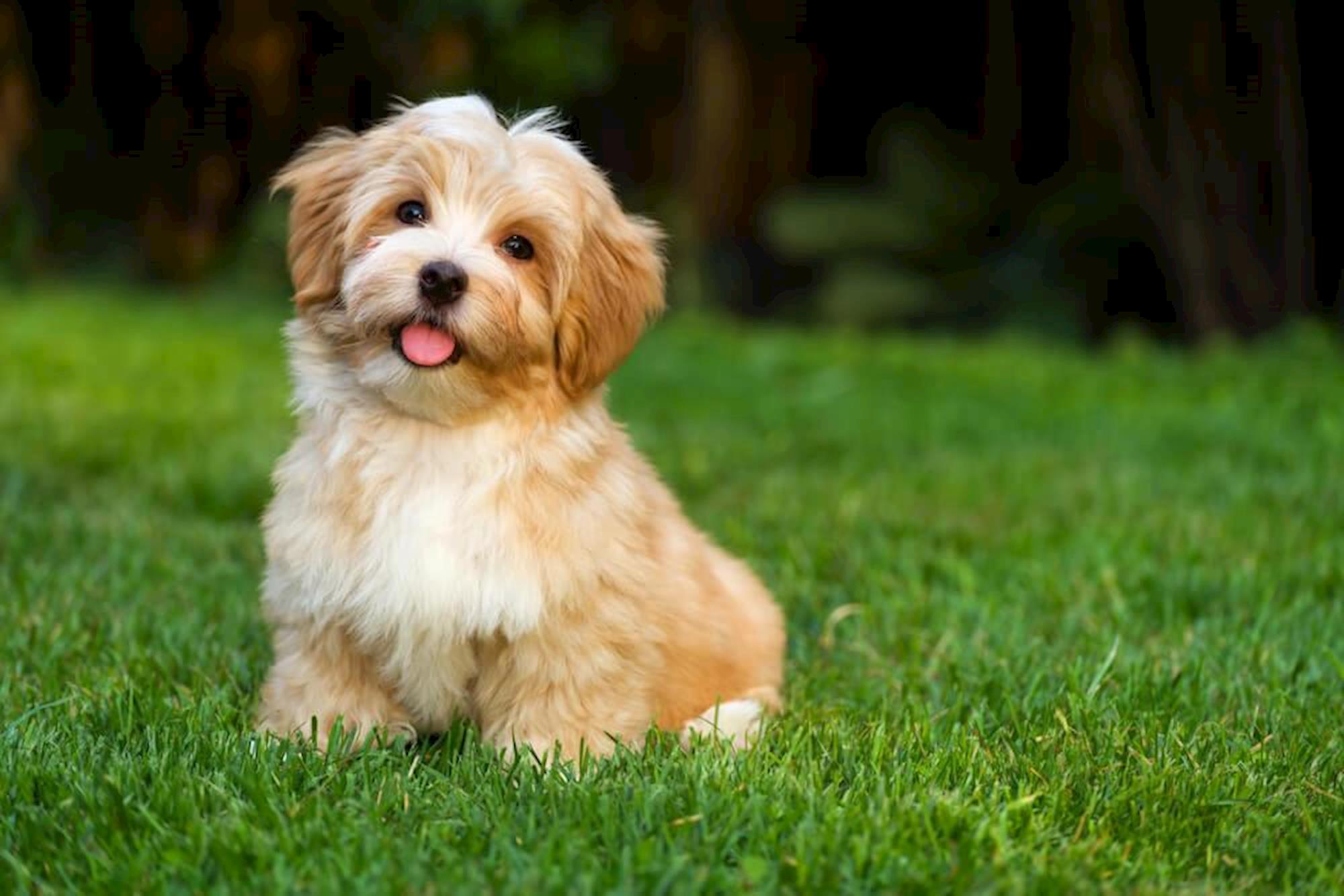 O Laboratório de Cães do IPUSP recruta tutores e cães para participação em uma pesquisa sobre comportamento canino