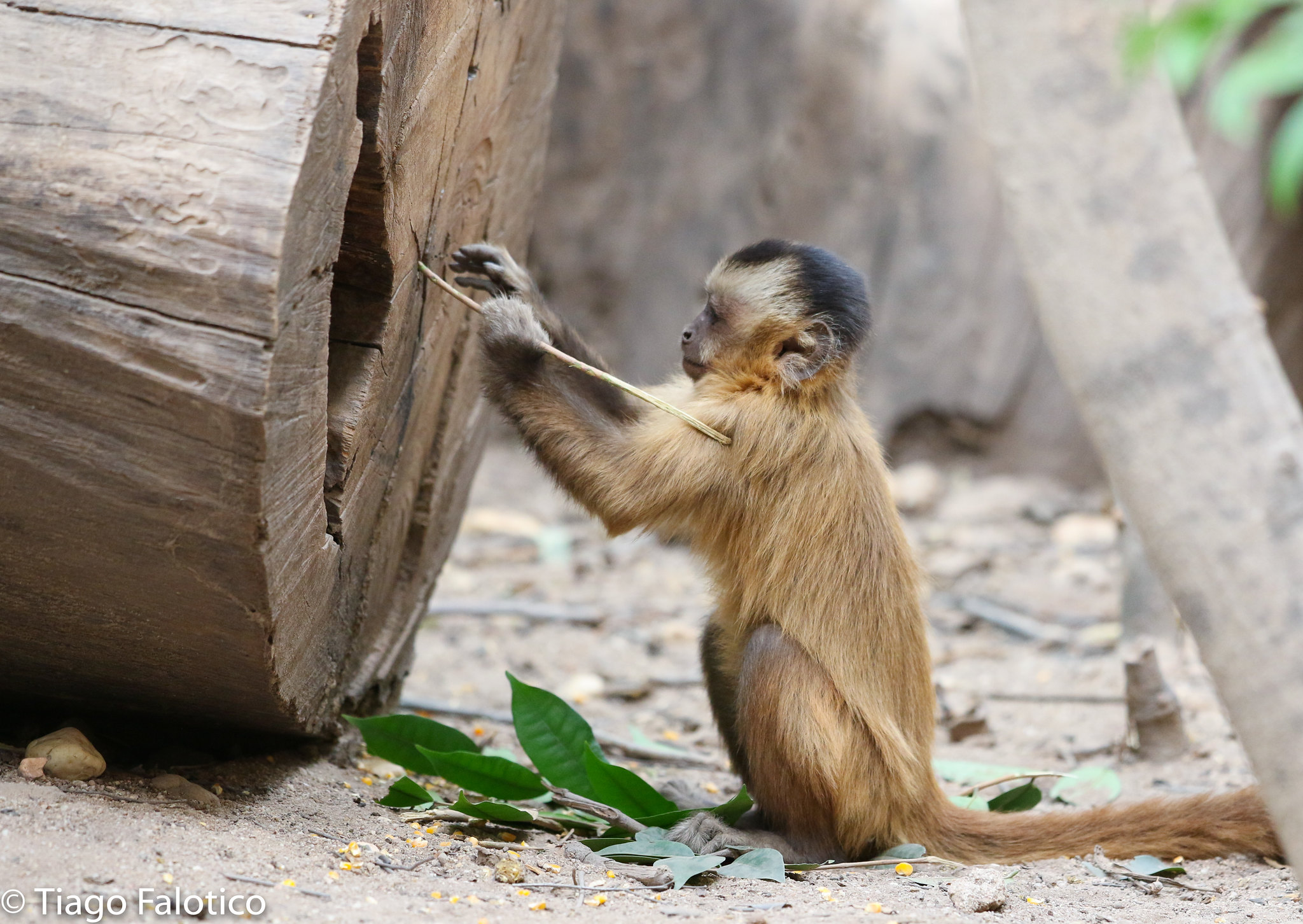 Macaco é melhor modelo animal : Revista Pesquisa Fapesp