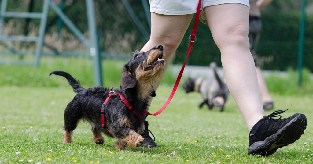 Pesquisa sugere normatizações para estudo da comunicação entre cães e humanos