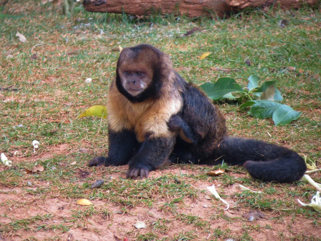 O que diferencia humanos de macacos?