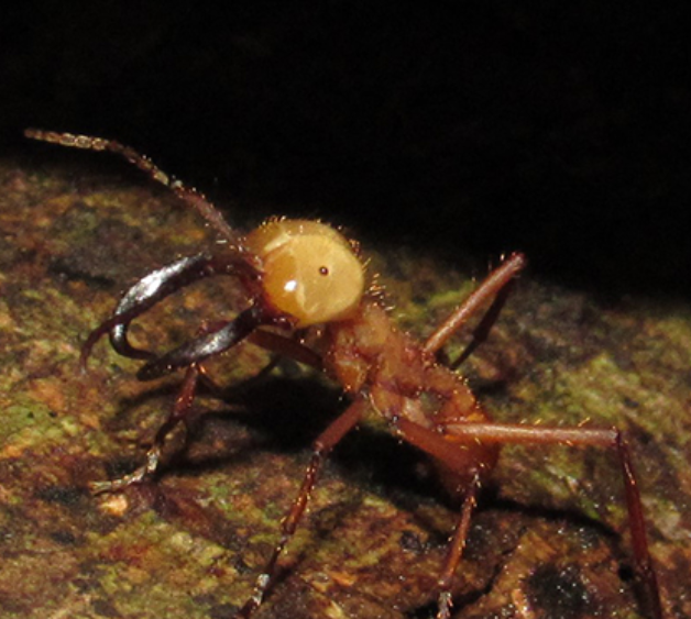 Formigas armazenam presas em meio à trilha como estratégia de coleta