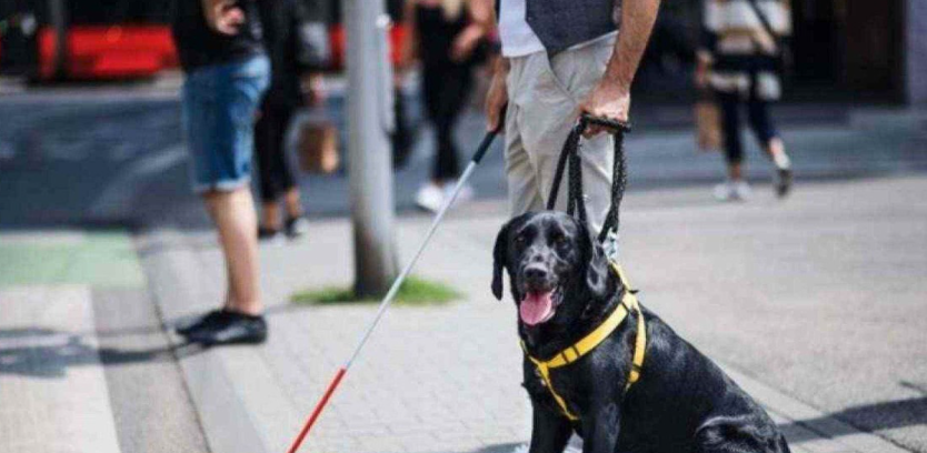 Cães terapeutas podem ajudar no tratamento de transtorno de ansiedade