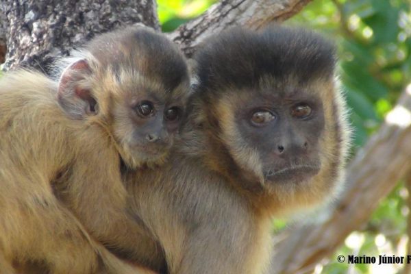 Macaco-prego (Sapajus libidinosus) – Animal Business Brasil